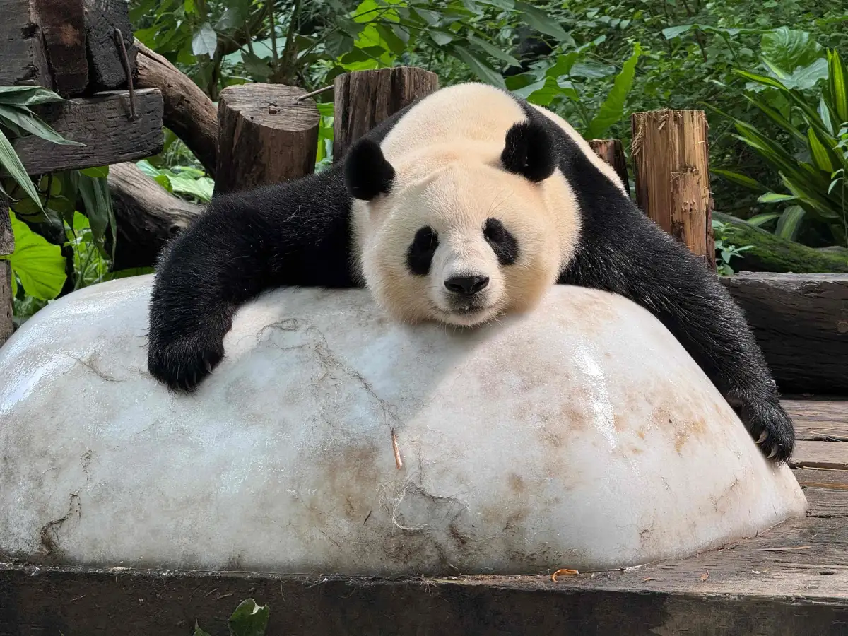 Chimelong Safari Park