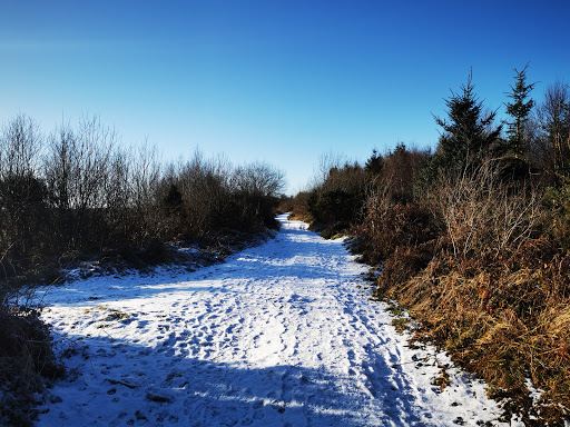 Jamestown Bog Walk