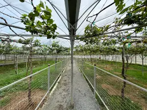 Perlis Vineyard