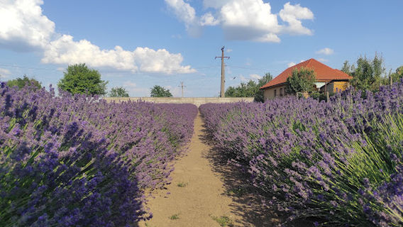 Léda Levendula Garden