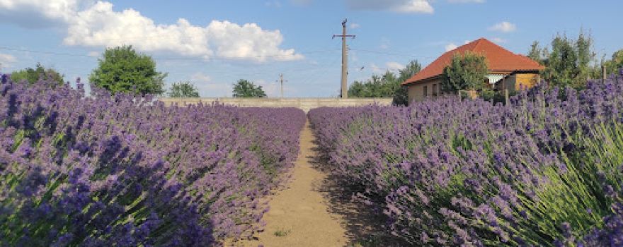 Léda Levendula Garden