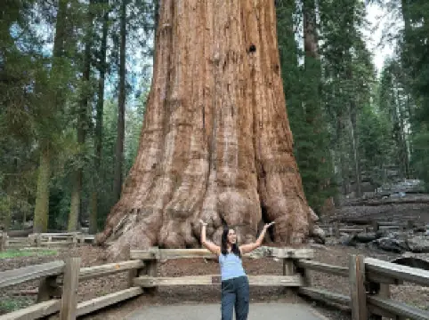 シャーマン将軍の木