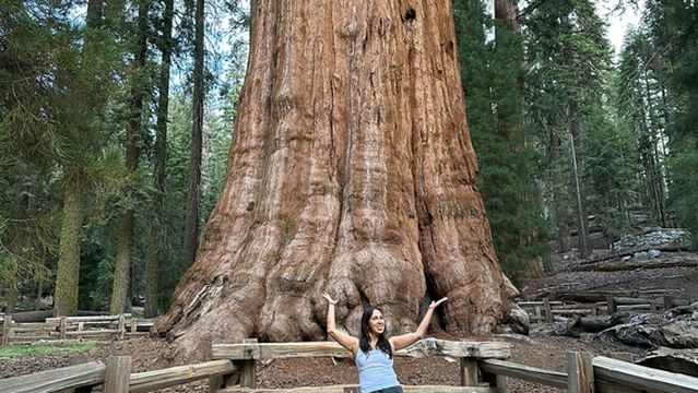 General Sherman Tree