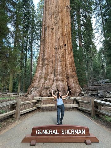 General Sherman Tree