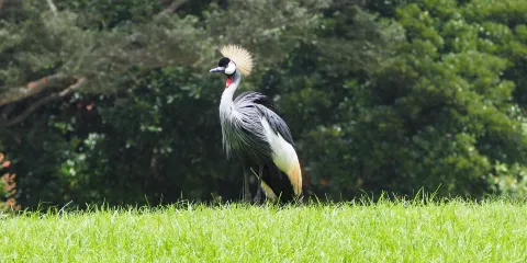 千葉市動物公園