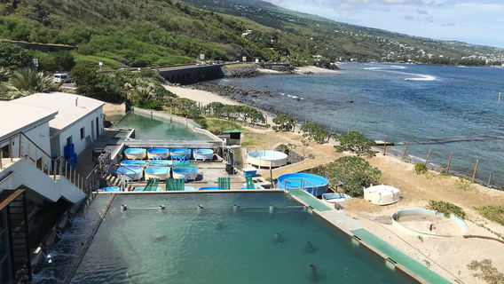 Aquarium of Reunion