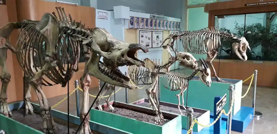 2_Museum of Zoology (Museum Zoologicum Bogoriense)