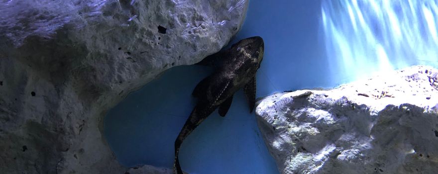 SEA LIFE Val d'Europe