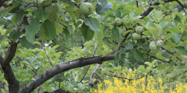 Associazione Archeologia Arborea