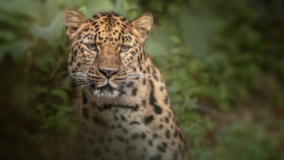 Dartmoor Zoo