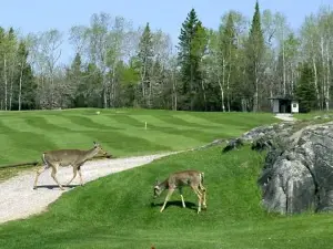 Pinawa Golf & Country Club