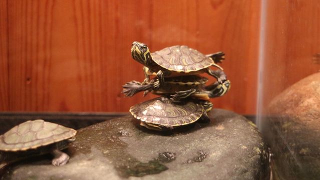 Edisto Island Serpentarium