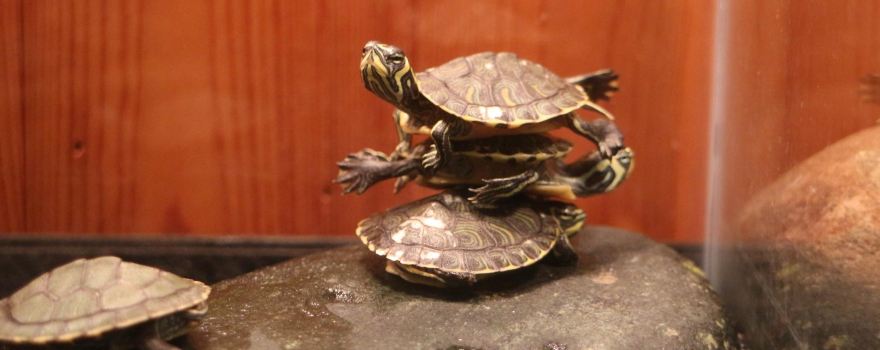 Edisto Island Serpentarium