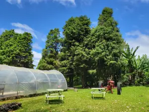 Paradise Meadows Orchard and Bee Farm, Home of Hawaii's Local Buzz