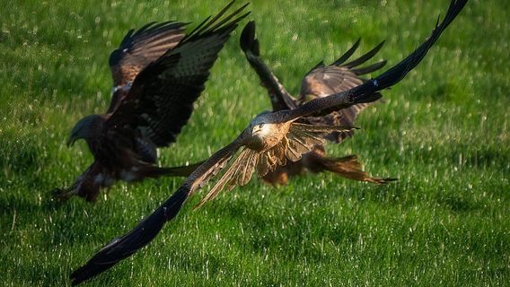 Argaty Red Kites