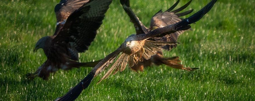 Argaty Red Kites