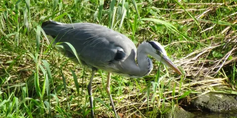 Denso Marston Nature Reserve