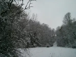 E.M. Warwick Conservation Area