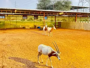 Ras Al Khaimah Zoo