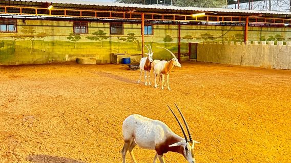 Ras Al Khaimah Zoo