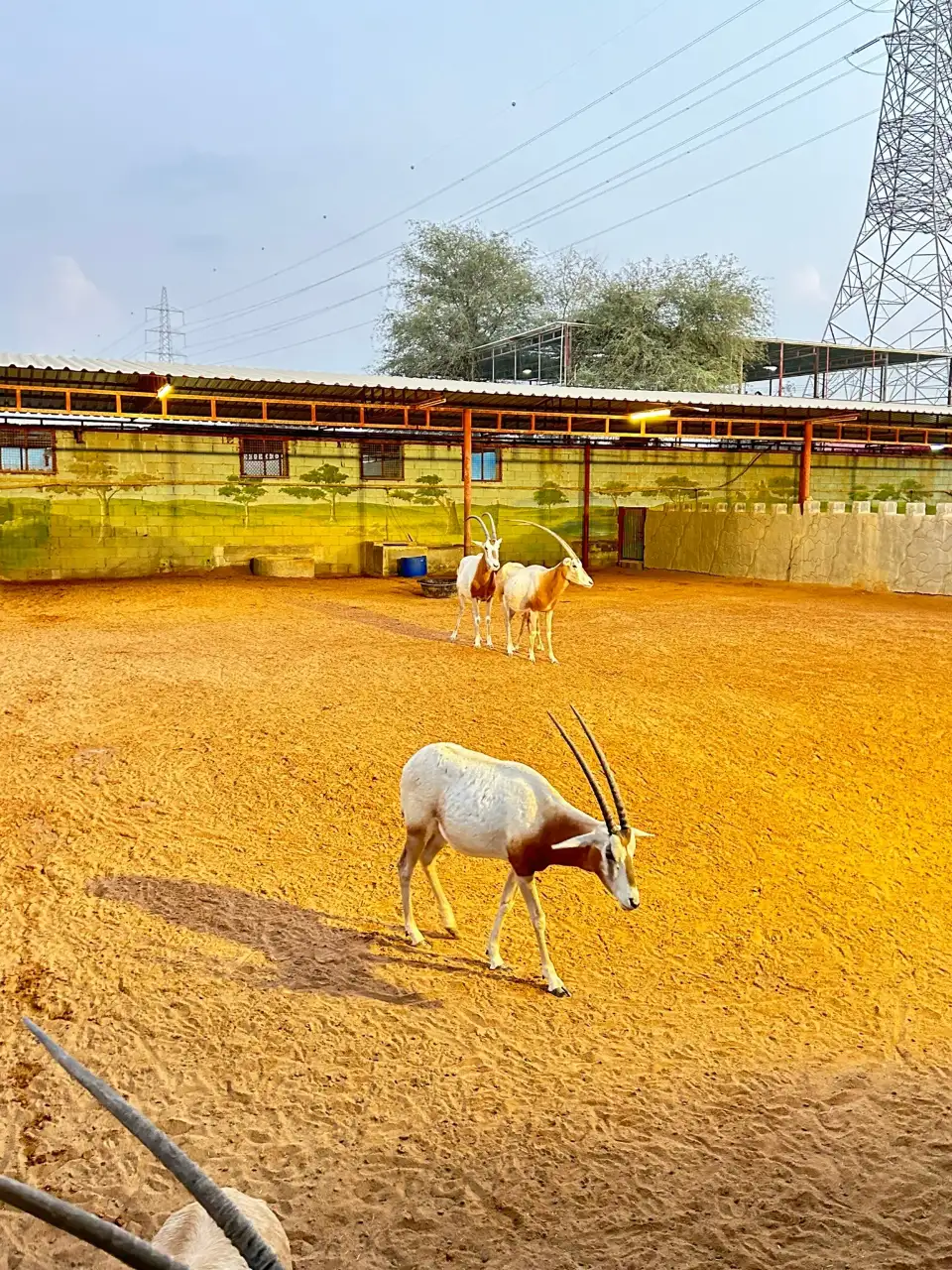 1_Ras Al Khaimah Zoo
