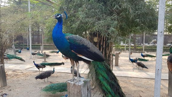 สวนนกยูง สามพราน