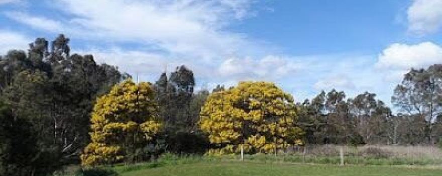 Yarra Flats Park