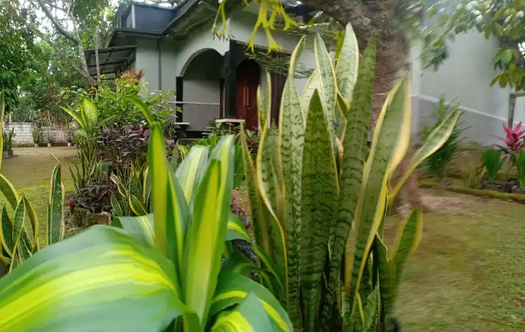 Hotels in MAS-MAS