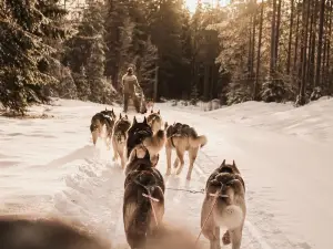 Below zero husky tours
