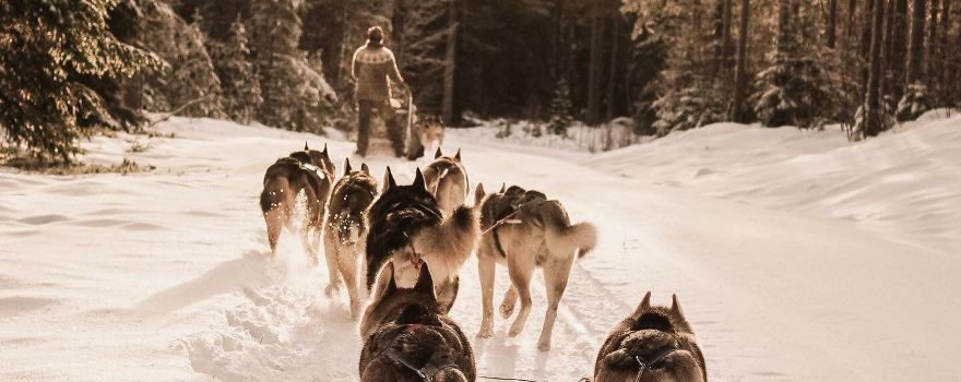 Below zero husky tours