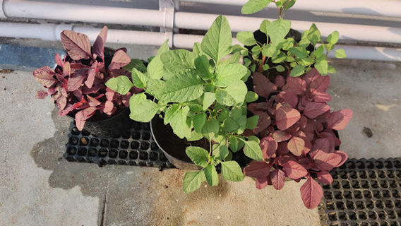 LAKSHMI GARDENING (Garden's Super Market)