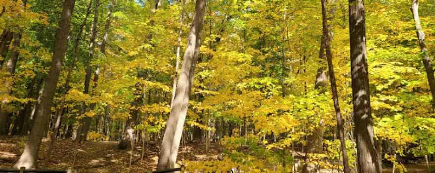 Carpenter Lake Nature Preserve - Closed for Construction