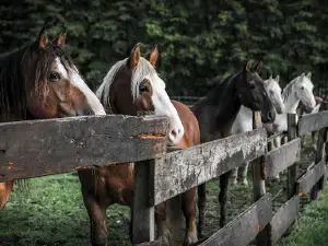 Parc Nature de Cheval