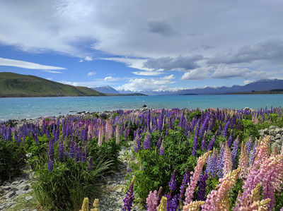Lake Tekapo Scenic