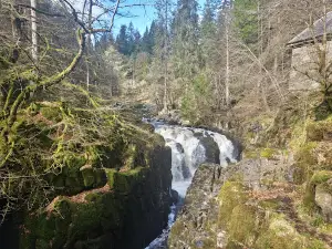 Tay Forest Park