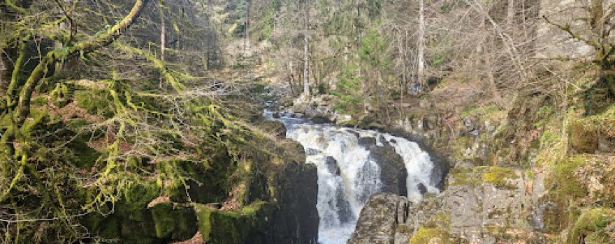 Tay Forest Park