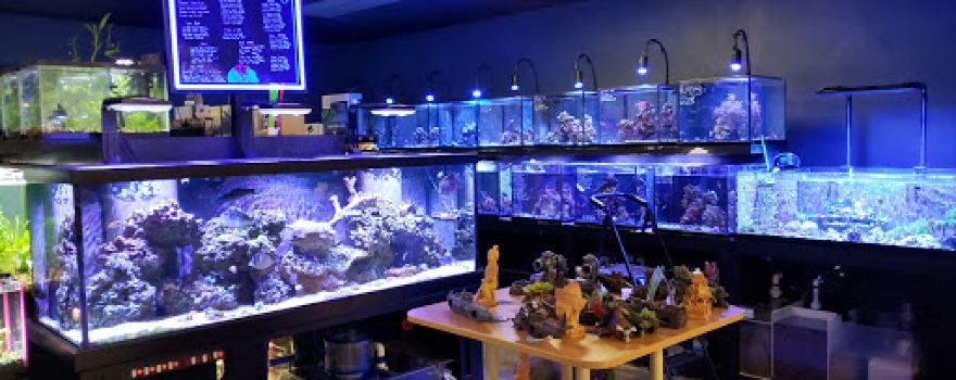 Exotics & Aquatics