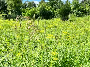 Indian Bluffs Wildlife Management Area