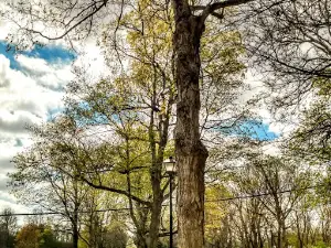 Riley Park