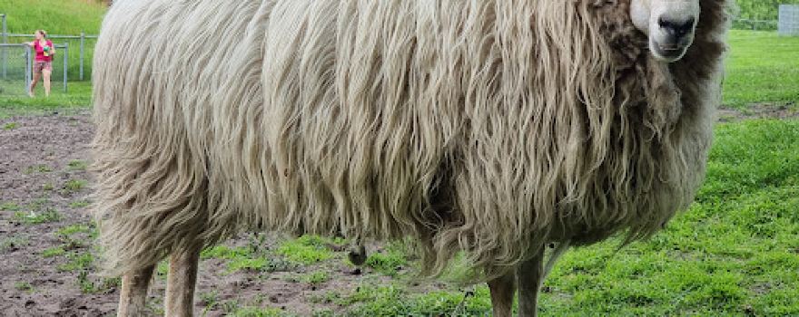 Kinderboerderij Veendam