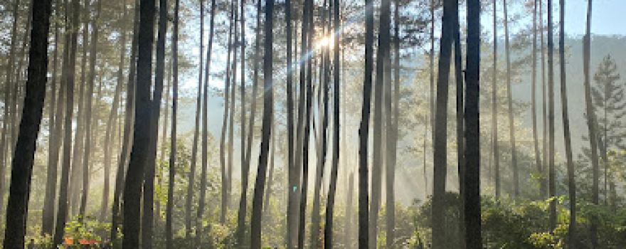 Pinus 2 Soputan