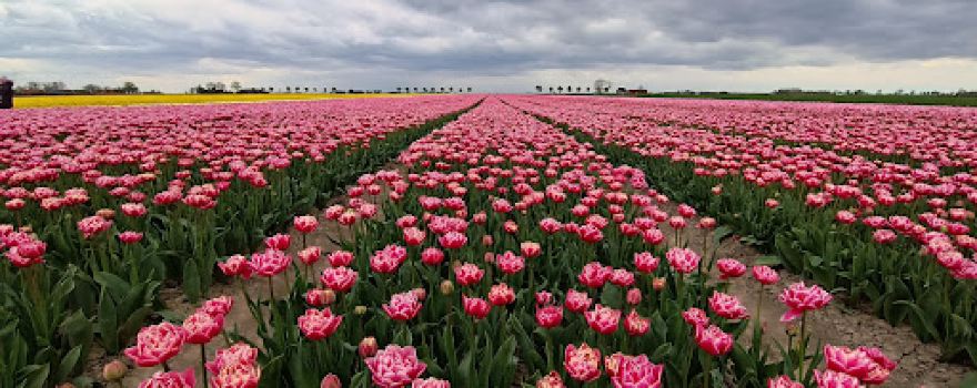 Blühstreifen im Polder