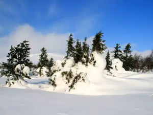 Pechoro-Ilychskiy Gosudarstvennyy Prirodnyy Zapovednik