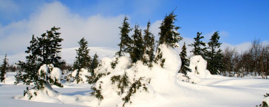 Pechoro-Ilychskiy Gosudarstvennyy Prirodnyy Zapovednik