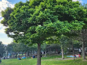 Gesi Picnic Area