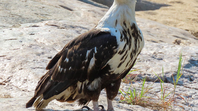 Kruger Gateway Safaris