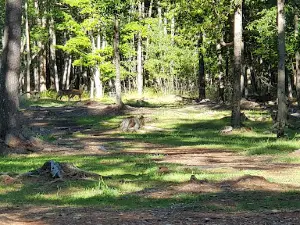 DR Disc Golf