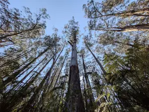 Dandenong Ranges