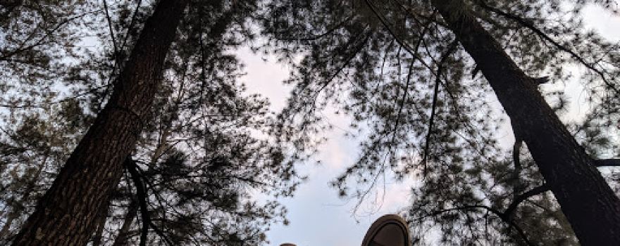 Pine Forest Nongko IJO