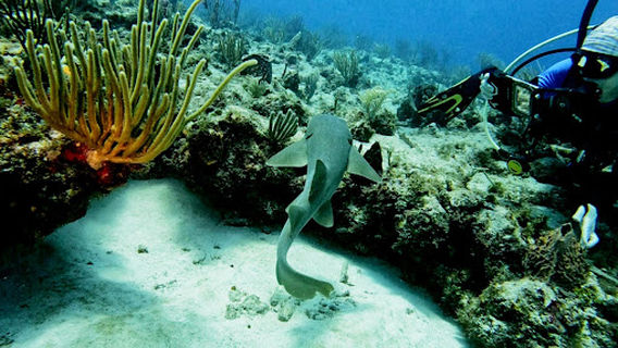 Indigo Divers - Pick Up